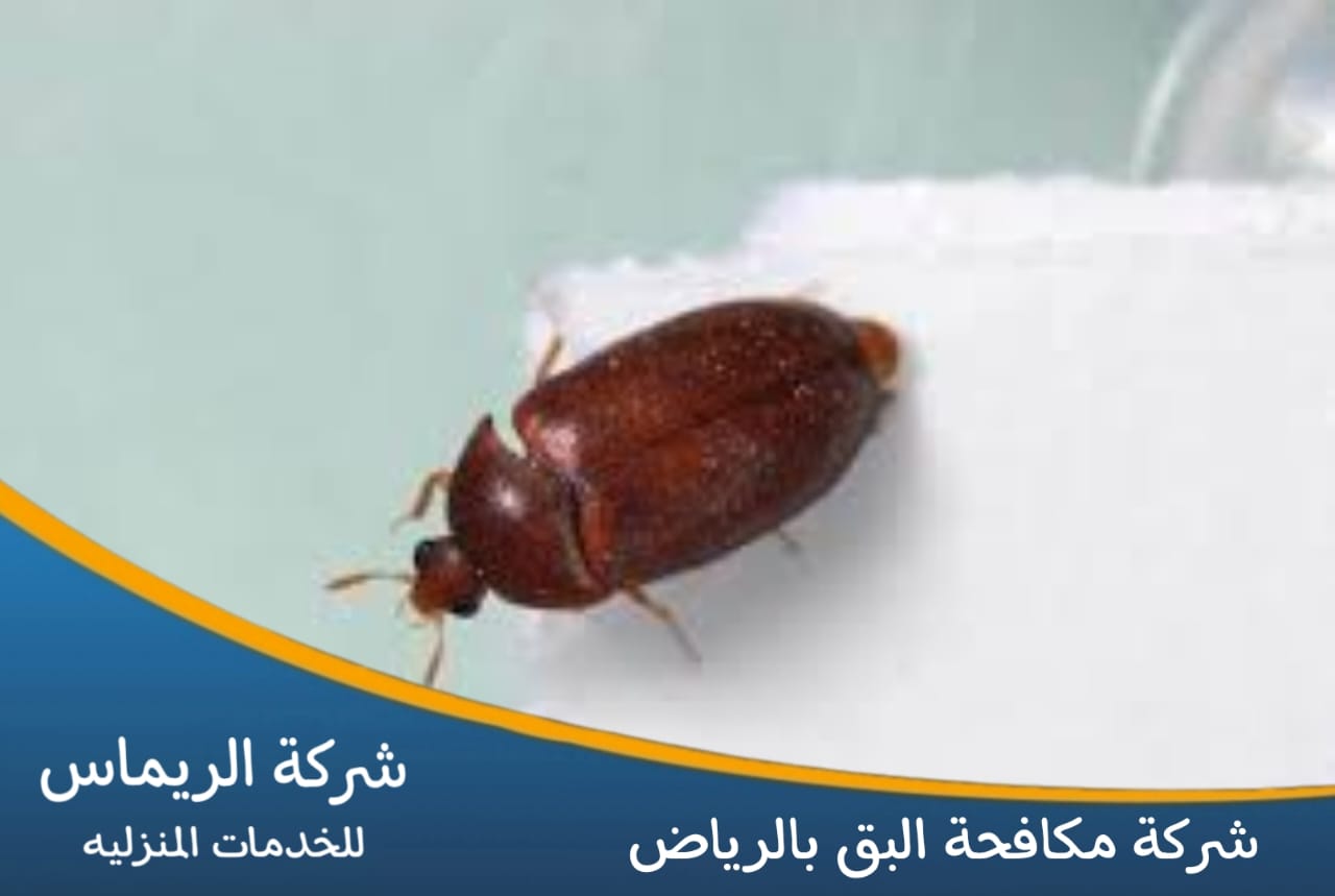 شركة مكافحة البق بالرياض شركة مكافحة البق بالرياض